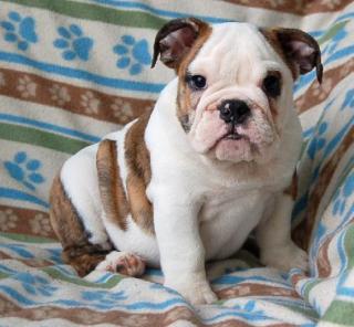 Wunderschöne engl. Bulldoggen-Welpen können sofort umziehen