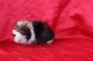 Hübsche Meerschweinchen m/w aus liebevoller Hobbyzucht