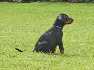 Top Dobermann Welpen Hund mit Papieren