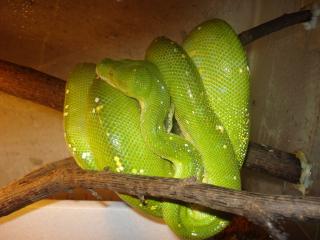 Morelia viridis Aru
