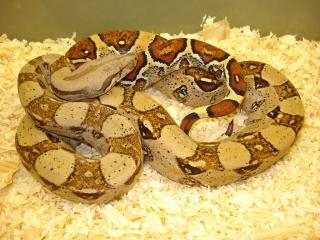 Pastell Boas