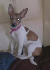 Diva Jack Russel Hündin sucht neues Zuhause