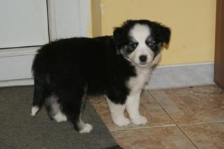 Miniature- Australian Shepherdwelpen