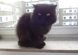 Ein süsser Kater sucht ein neues Zuhause