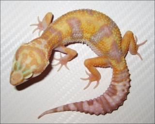 4 schöne Leopardgeckos in verschiedene Farbformen im Raum Offenbach Bieber abzu