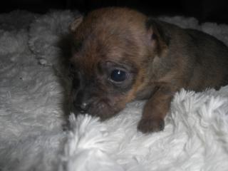 Mini Chihuahuas