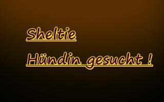 Suchen eine liebe Sheltiehündin ab 1 Jahr bis 3 Jahre