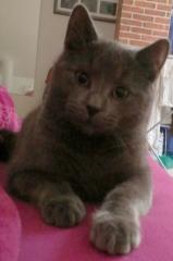 Silbergrauer Kater Moorchen seit 02. 12. 2021 in Marlow vermisst