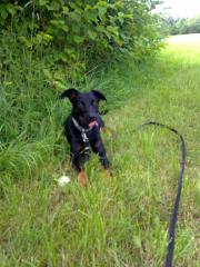 Dobermannmischling sucht dringend neues zu Hause