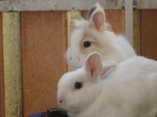 2 süsse Zwergkaninchen-Jungen abzugeben.