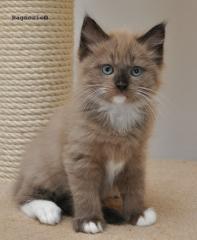 Bezaubernde Ragdollkaterchen