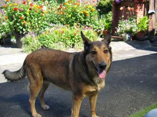 Dringend Guten Platz für Schäferhund/Colli Mischling gesucht
