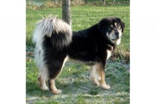 Tibet Dogge - Wir erwarten im Januar 2021 Do Khyi Welpen