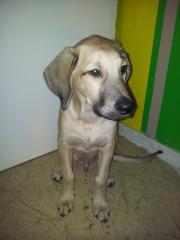 Suche dringend ein neues liebevolles Zuhause