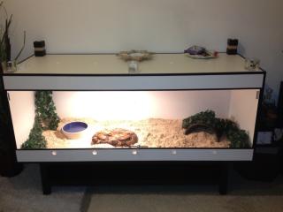 Boa c. c. Inkl Kunststoffterrarium 180x70x70