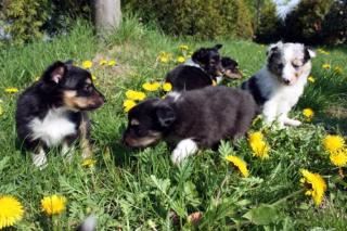 Traumhund gesucht Sheltie welpen der Extraklasse.