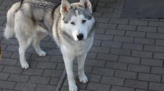 Reinrassiger Husky Rüde sucht attraktives Husky Weibchen zum Decken