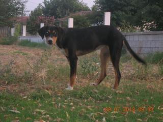 Hallo, ich bin Elli und wurde ca. im Januar in Serres Griechenland geboren.