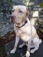 Rednose/ blonder Labrador Deckrüde