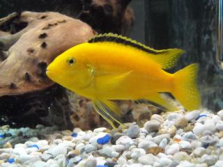 Labidochromis caeruleus Yellow Bock kostenlos abzugeben.