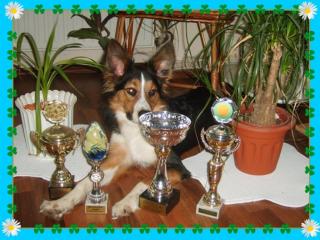 Australian Shepherd Border Collie mix/erwartet Damenbesuch