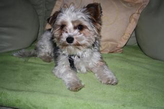 Biewer Yorkshire Terrier