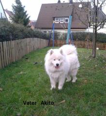 Samojedenwelpen
