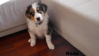 Australian Shepherd Welpe mit Papieren