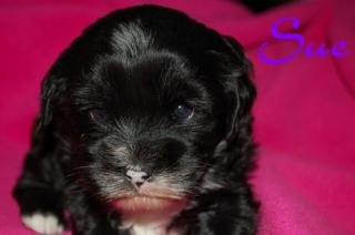 Tibet Terrier Welpen