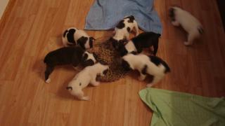 Süße franz. Bulldoggen suchen ein neues zuhause