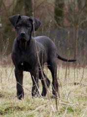 Deutsche Dogge, Doggenwelpe, Hündin schwarz m. P.