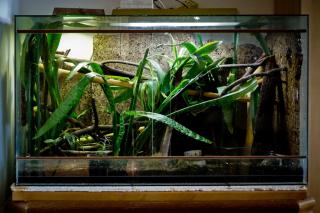 Großes Tropen-Terrarium all inclusive abzugeben