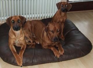 Rhodesian Ridgeback Welpen im Kennel of Kajumba Shakarri März 2021