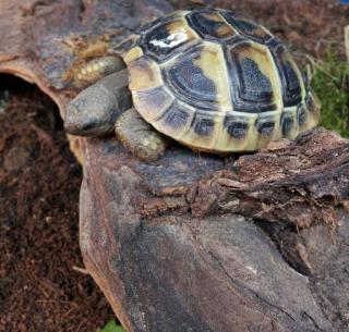 Griechische Landschildkröten Thb