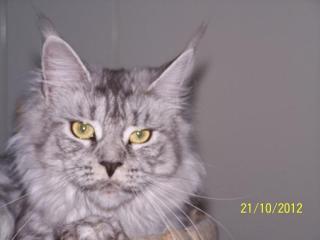 Bildhübsche Maine Coon Poly Dame