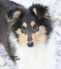Bekka ein Colliewelpe / weiblich / Papiere Cfbrh - VDH sucht .