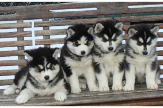 Süße Huskybabys abzugeben.