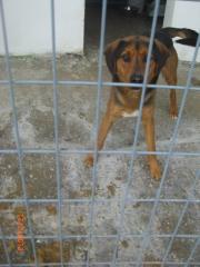 Rudolf ein Mix-Rüde wurde ca. im Februar 2021 in Serres geboren.