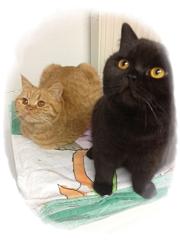 Hübscher, sehr braver schwarzer BKH Kater sucht neues Zuhause