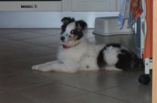 Sheltie Junghund 5 Monate, Rüde Weis - Blue Merle