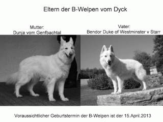 Wurferwartung weisse Schäferhund-Welpen vom Dyck