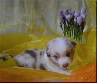 Australian Shepherd Welpen mit ASCA Papieren