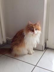 Wir suchen ein liebevolles Zuhause für 2 sehr verschmuste Tiger