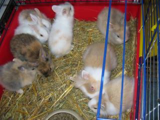 Löwenköpfchen für unbegrenzte Kuschelstunden