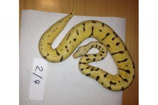 Verkaufe BumbleeBee, Piebald, Pinstripe, HC Albino ENZ 2021
