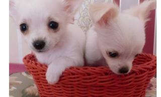 CHIHUAHUA-Welpen, Rüden Hündinnen, mit Ahnentafel