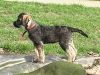 Riessenschnauzer pfeffer-salz Welpen