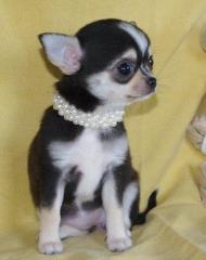 Chihuahua Welpen in KH -Husky und Tricolor-