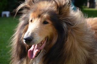 Liebevolles Zuhause gesucht