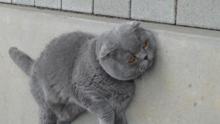 BKH Deckkater